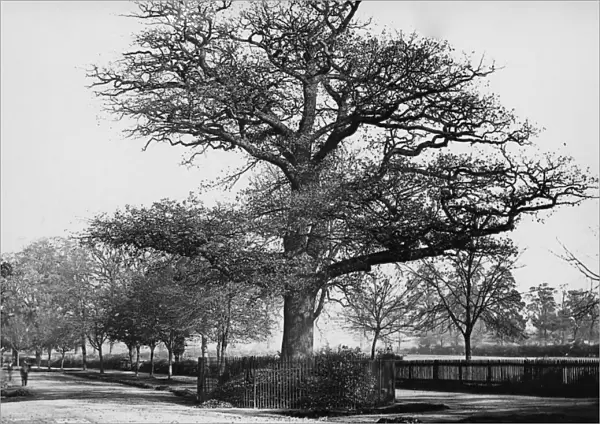 Midland Oak, Leamington Spa, February 1924