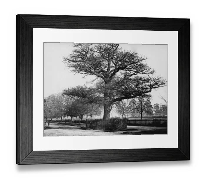 Framed Print : Midland Oak, Leamington Spa, February 1924 Framed Print : Midland Oak, Leamington Spa, February 1924