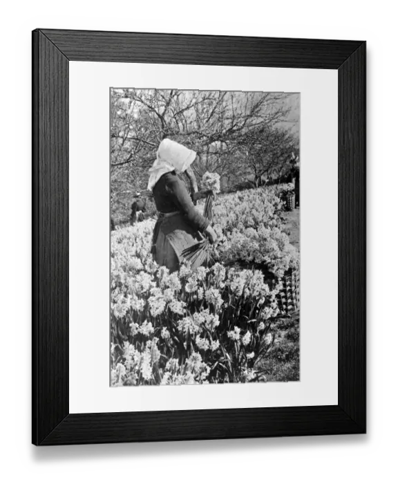 Framed Print : Gathering Daffodils, Penzance, Cornwall, c. 1927 Framed Print : Gathering Daffodils, Penzance, Cornwall, c. 1927