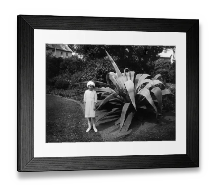 Framed Print : Morrab Gardens, Penzance, c. 1950