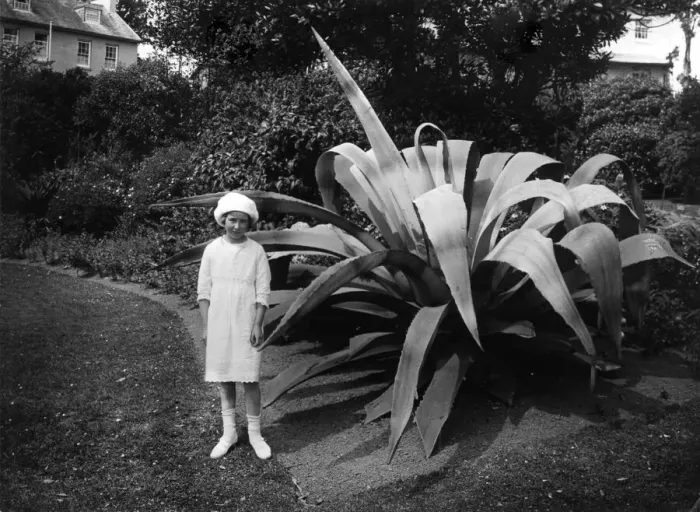 Framed Print : Morrab Gardens, Penzance, c. 1950