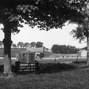 The Green at Priddy, near Wells, Somerset