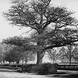 Midland Oak, Leamington Spa, February 1924