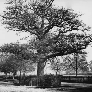 Midland Oak, Leamington Spa, February 1924