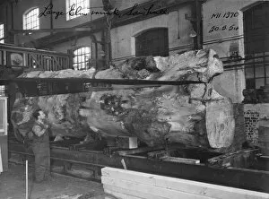 Wood Gallery: No 1 Shop, Sawmill, 1954