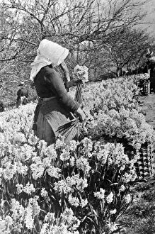 Images Dated 8th February 2021: Gathering Daffodils, Penzance, Cornwall, c. 1927