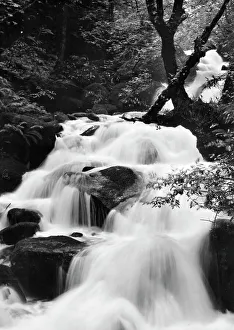 August Collection: Glen Lyn Gorge at Lynmouth, Devon, 1950