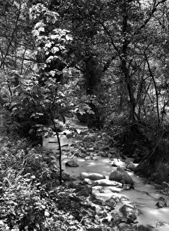 Luxulyan Valley Stream, Cornwall, May 1949