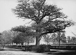 Images Dated 5th June 2020: Midland Oak, Leamington Spa, February 1924
